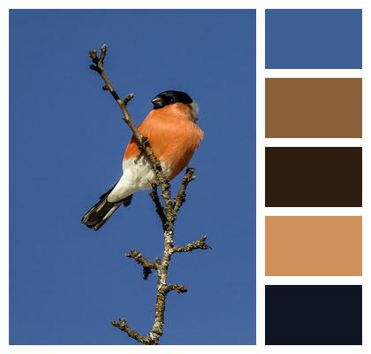 Bird Watching Eurasian Bullfinch Bird Image